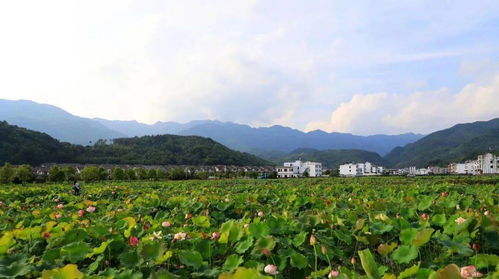 情系森林 綠滿鄉(xiāng)村 湖南省國家級森林鄉(xiāng)村風(fēng)光掠影 四