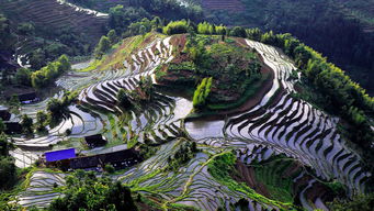 紫鵲界盛裝啟航，9月8日正式向游客開放，園區(qū)管理服務(wù)全面升級(jí)